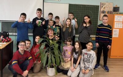 Procvjetalo drvo života